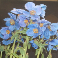 Meconopsis  'P. C. Abildgaard'